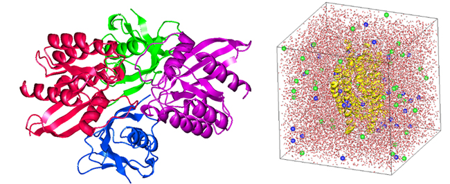 Figure 2. Protein modeling by J-OCTA’s GENESIS Modeler