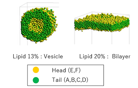 Figure 2. Structures in water calculated by DPD.