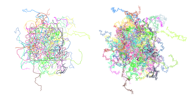 Fig.4 Entangled polycarbonate 25-mer structure created by the reverse map function 
        Left: KG model, Right: Full atomistic model