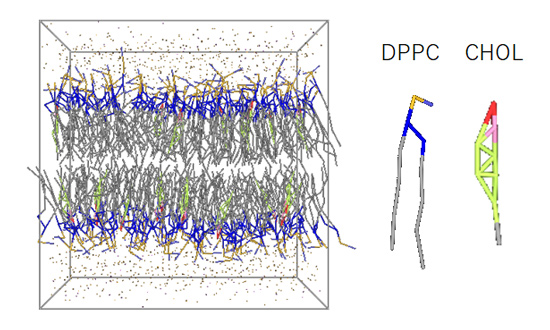 Figure 1. A Coarse-grained (MARTINI) model of lipid membranes composed of DPPC and CHOL.
