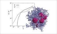 Entanglement polymer model calculation with DPD